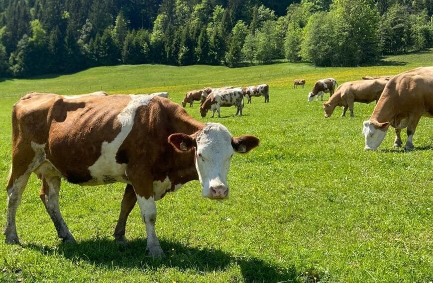 Klacht tegen Vache Bleue