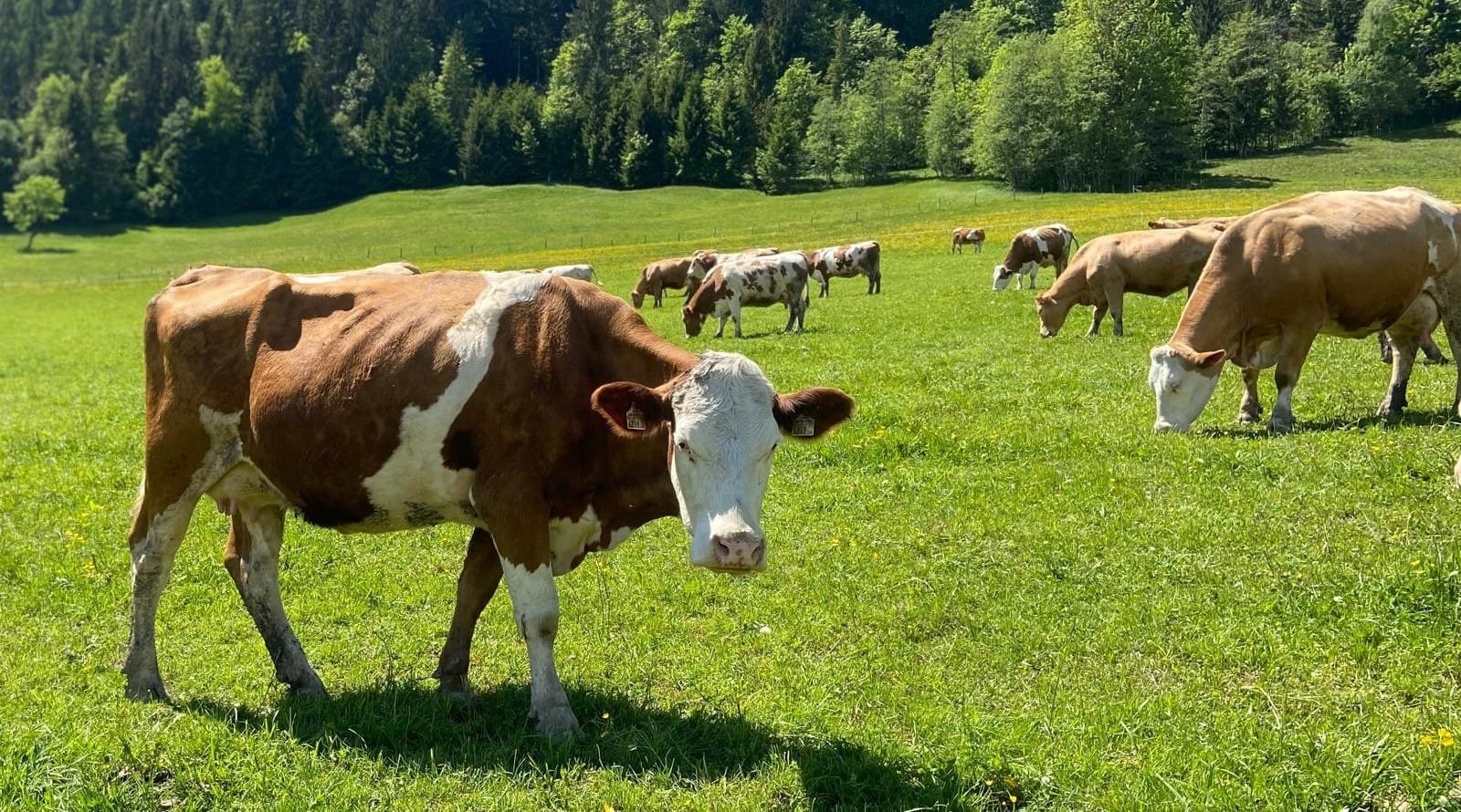 Klacht tegen Vache Bleue
